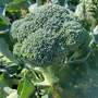 Broccoli 'Beneforte'