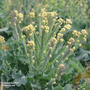 Broccoli 'Burbank' F1 Hybrid (White Sprouting) - Seeds