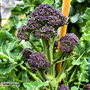 Broccoli (Sprouting) Continuity Collection