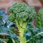 Broccoli (Calabrese) Continuity Collection