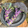 Broccoli 'Purple Magic' F1 - Seeds