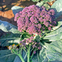 Broccoli 'Purple Rain' F1 Hybrid (Purple Sprouting) - Seeds