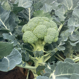 Broccoli 'Titanium' F1 - Seeds (Calabrese)