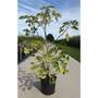 Paper Mulberry