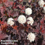 Physocarpus opulifolius 'Brown Sugar'