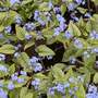 Brunnera macrophylla 'Alexandria'