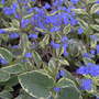 Brunnera macrophylla 'Hadspen Cream'