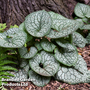 Brunnera 'Jack Of Diamonds'