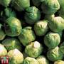 Brussels Sprout 'Crispus' F1 Hybrid