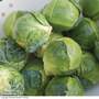 Brussels Sprout 'Bright' F1 Hybrid - Seeds