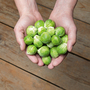 Brussels Sprout 'Hector' F1 - Seeds