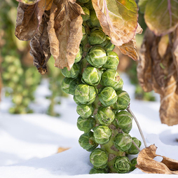 Brussels Sprout 'Long Island' - Seeds