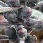 Brussels Sprout 'Red Bull' - Veg Saver Seeds