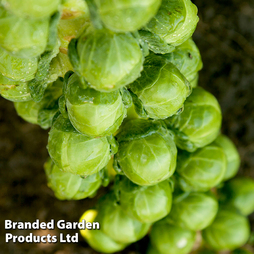 Brussels Sprout 'Cryptus' F1 - Seeds