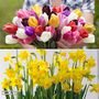 Bestseller Bulb Duo