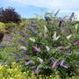 Buddleja davidii Triple 3-in-1