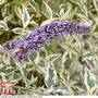 Buddleja 'Butterfly Gold'