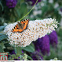 Buddleja 'Buzz® Ivory'