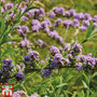 Buddleja alternifolia