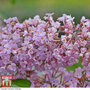 Buddleja 'Pink Delight'