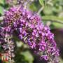 Buddleja 'Lo & Behold - Purple Chip'