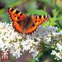 Buddleja 'Lo & Behold - White Chip'