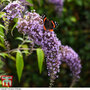 Buddleja davidii 'Wisteria Lane'