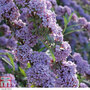 Buddleja x alternifolia 'Unique'