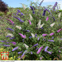 Buddleja davidii Tricolour