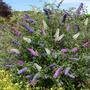 Buddleja davidii Tricolour