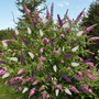 Buddleja davidii Triple 3-in-1