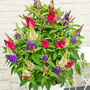 Buddleja 'Butterfly Candy Lila Sweetheart'
