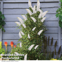 Buddleja Butterfly Towers White