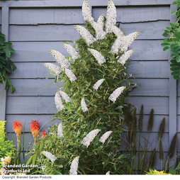 Buddleja 'Butterfly Towers White'