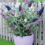 Buddleja 'Buzz® Collection'