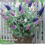 Buddleja 'Buzz® Collection'