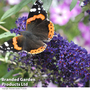 Buddleja 'Buzz® Collection'