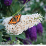 Buddleja 'Buzz® Collection'