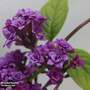 Buddleja lindleyana 'Floral Fanfare'