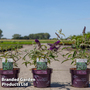 Buddleja davidii 'Groovy Grape'