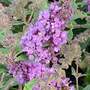 Buddleja davidii 'Lavender Cupcake'