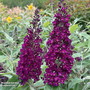 Buddleja davidii 'Magenta Munchkin'