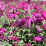 Buddleja davidii 'Miss Ruby'