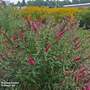 Buddleja davidii 'Monarch Prince Charming'