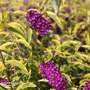 Buddleja davidii 'Santana'