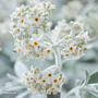 Buddleja 'Silver Anniversary'