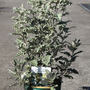 Buddleja glomerata 'Silver Service'