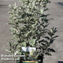 Buddleja glomerata 'Silver Service'