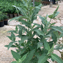 Buddleja 'Butterfly Towers White'