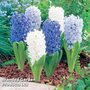 Hyacinth 'Ocean' Mix